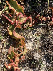 Mesembryanthemum crystallinum