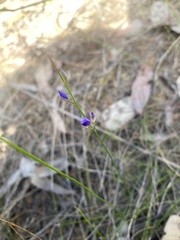 Comesperma volubile