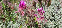 Pelargonium cordifolium
