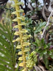 Fernandezia