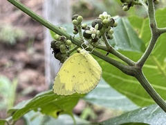 Eurema blanda