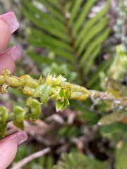 Fernandezia