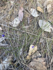 Comesperma volubile