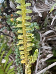 Fernandezia