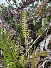 Fernandezia