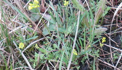 Draba sibirica