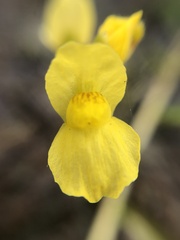 Utricularia aurea
