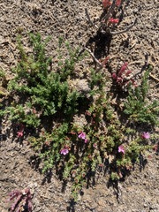 Frankenia pulverulenta