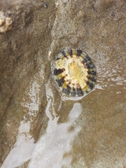 Cellana radians