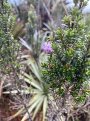 Arcytophyllum