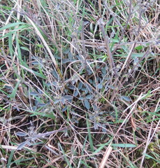 Chamaecytisus ruthenicus