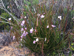Heliophila carnosa