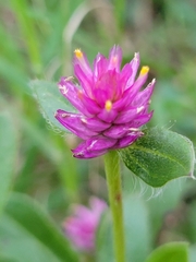 Gomphrena nealleyi
