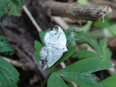 Lomographa temerata