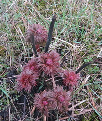 Paeonia tenuifolia