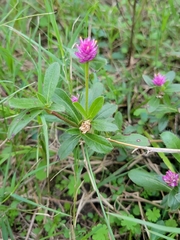 Gomphrena nealleyi