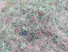 Paeonia tenuifolia