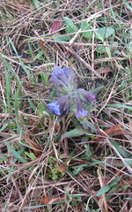 Pulmonaria angustifolia