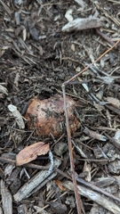 Tricholoma fracticum