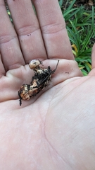 Tricholoma fracticum