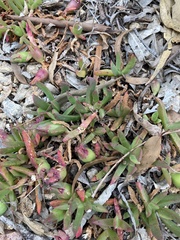 Carpobrotus glaucescens