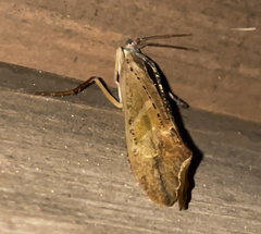 Nemotaulius hostilis