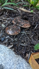 Tricholoma fracticum