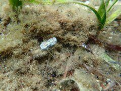 Hypselodoris saintvincentius