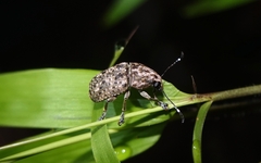 Phloeobius