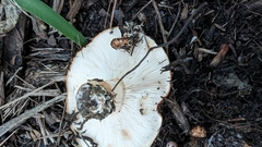 Tricholoma fracticum