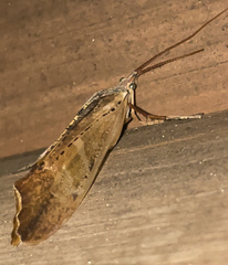 Nemotaulius hostilis