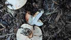Tricholoma fracticum
