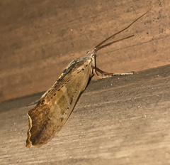 Nemotaulius hostilis