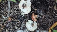 Tricholoma fracticum