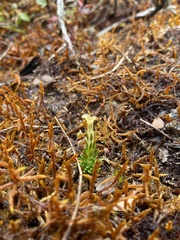 Gentiana sedifolia