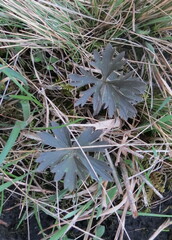 Ranunculus polyanthemos