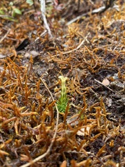 Gentiana sedifolia