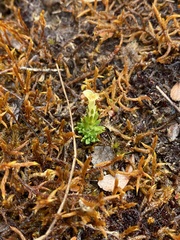Gentiana sedifolia