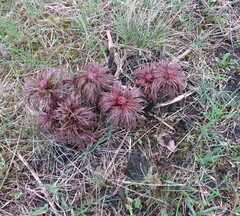 Paeonia tenuifolia