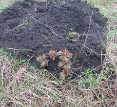 Paeonia tenuifolia
