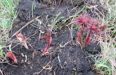 Paeonia tenuifolia