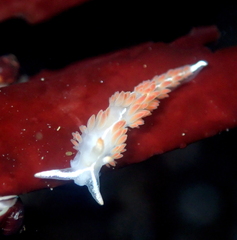 Coryphella trilineata
