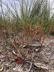 Drosera binata
