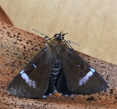 Coenotoca subaspersa