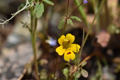 Erythranthe alsinoides