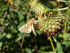 Autographa excelsa