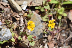 Erythranthe alsinoides