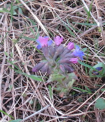 Pulmonaria angustifolia