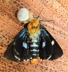 Coenotoca subaspersa