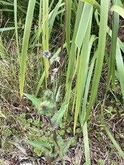 Sonchus megalocarpus